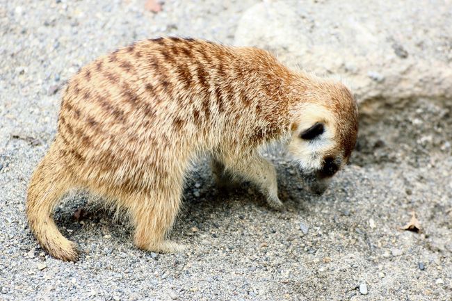 ミーアキャットのまだ小さな赤ちゃん<br /><br />前に写真が撮れたチビちゃんかしら。<br /><br />関連の旅行記（2013年12月８日）<br />「冬のレッサーパンダ・オフ会は市川市動植物園で紅葉の自然林散策付き（３）可愛いけれど写真を撮るのが至難の業の大人レッサーパンダたち＆流しカワウソや赤ちゃんもいて大所帯のミーアキャットやその他の動物たち」<br />http://4travel.jp/travelogue/10839215<br />