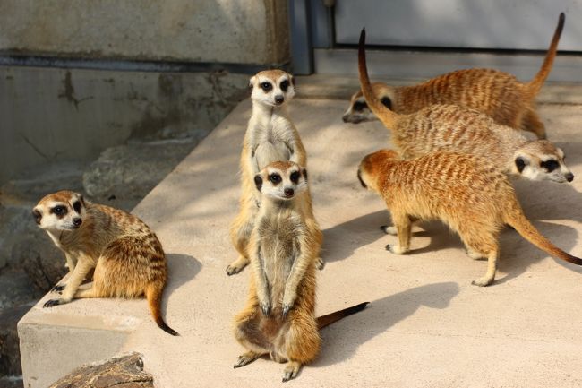 ２匹そろって、つられてたっち