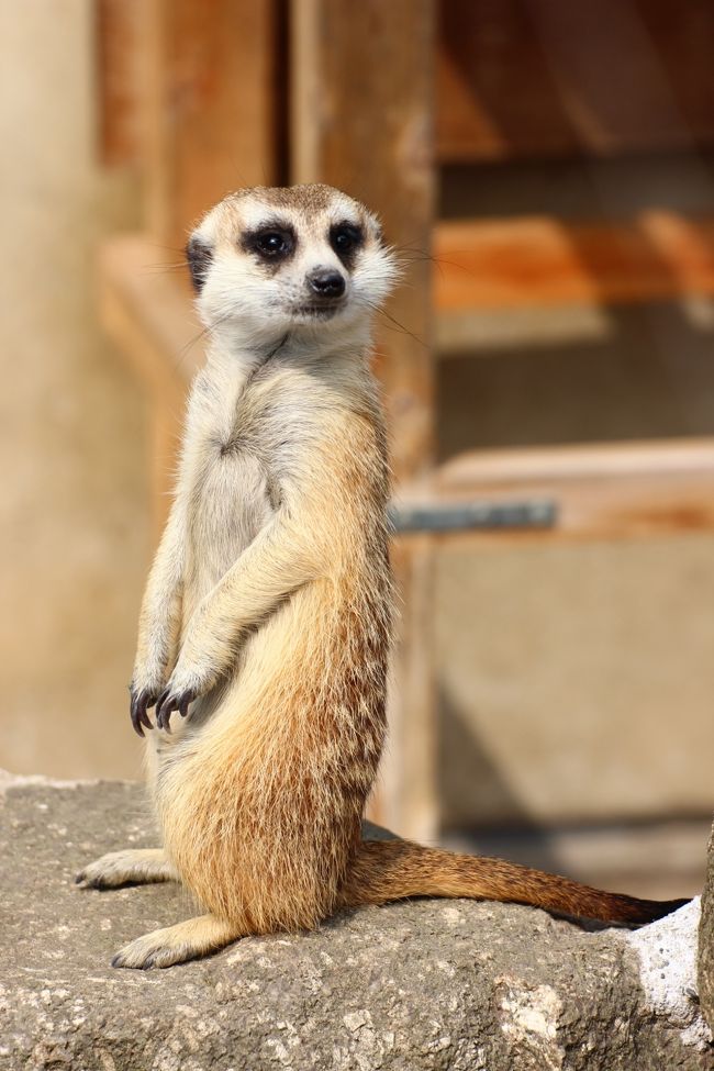 ひょいとお顔を向けてくれた@