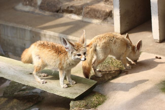 今回は２匹とも起きていたフェネック<br /><br />毛並みは少々あらいかも。<br />