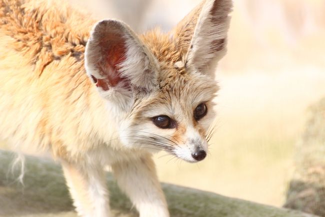 おめめくっきりの三角顔