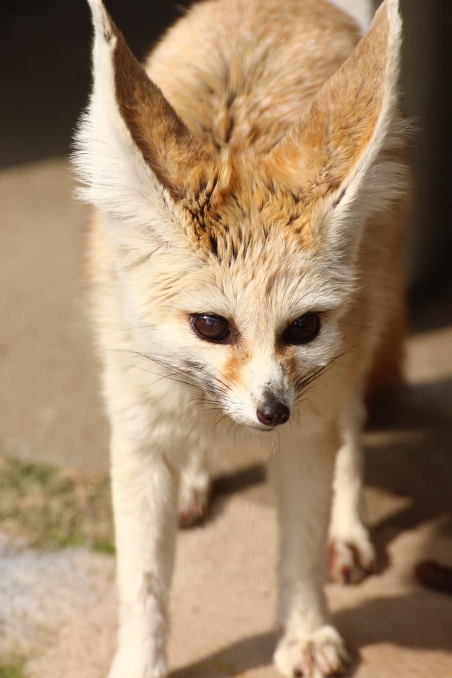 もう１匹の子も顔はそっくりで、見分けがつかないかも