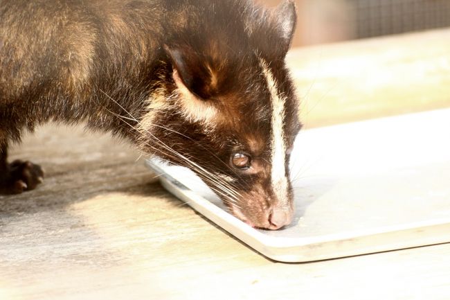 ご飯を食べ終わったトレイを丹念に舐めていたハクビシン<br /><br />ハクビシンは２匹いましたが、１匹は小屋の奥にいてよく見えませんでした。<br />