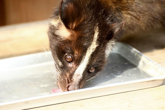 可愛い舌がちろっ、ちろっ