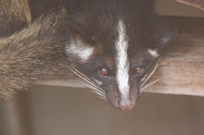 半分顔を出して小屋でまったり