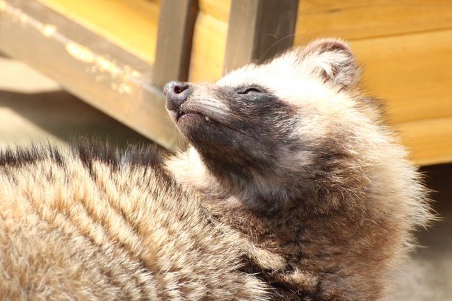後ろをちょっと気にしたタヌキ<br /><br />市川市動植物園のタヌキは現在１匹だけのようです。<br />