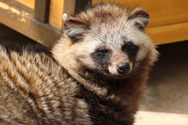 眠そうな顔のタヌキ<br /><br />これまでの動物たちは名前の掲示がなくて残念です。<br />もっともミーアキャットや次のコツメカワウソのように、数が多く、顔がそっくりの子たちは、とても見分けがつきそうにないです。<br />