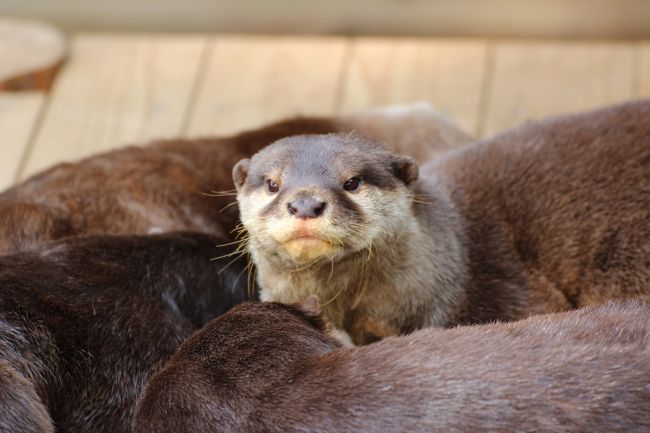 まだ起きていた子がこっちを見た@