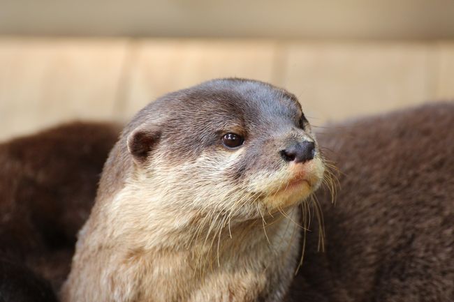 コツメカワウソの顔はどことなくひょうきんで可愛い@