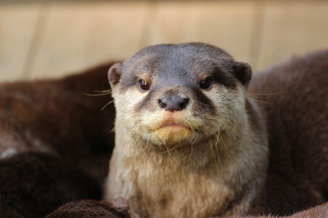 つぶらな瞳とだんば鼻とへの字の口がチャームポイント！