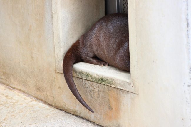 あんなところで尻尾を出して寝てる子も