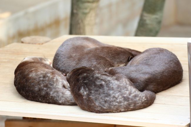 すっかりお休みモードの４匹<br /><br />タイミング的にコツメカワウソはみんな寝ていましたが……。<br />