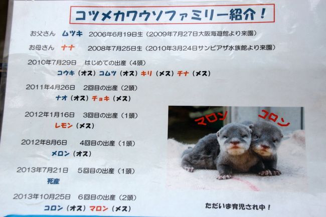 見分けがつかないけれどコツメカワウソ・ファミリーの紹介<br /><br />まだ非公開の子たちのなんと可愛らしいこと！<br />マロンちゃんとコロンちゃん、イメージにぴったりです。<br />