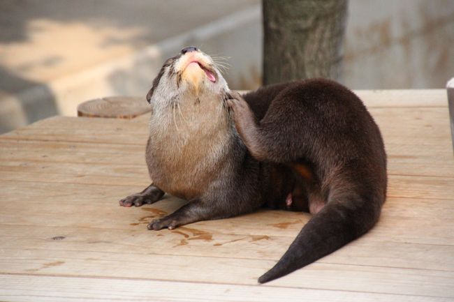 目覚めたてのコツメカワウソ<br /><br />あごをかいかい。<br />