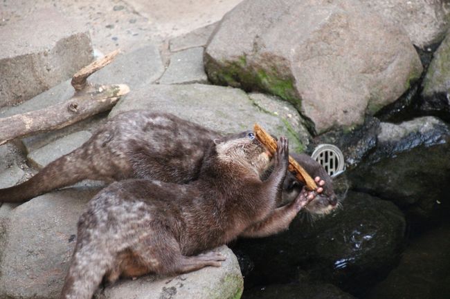 木片で遊ぶ<br /><br />コツメカワウソは遊び上手だと思います。<br />