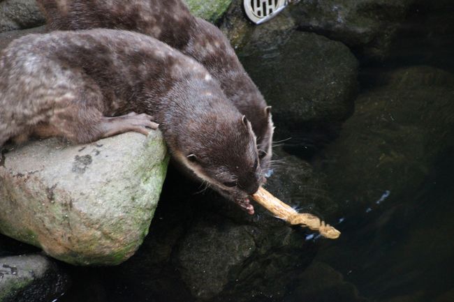おもちゃの取り合い