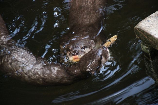 鮮やかに奪取される（苦笑）