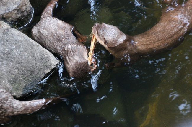 最初に木片で遊んでいた子、がんばる！