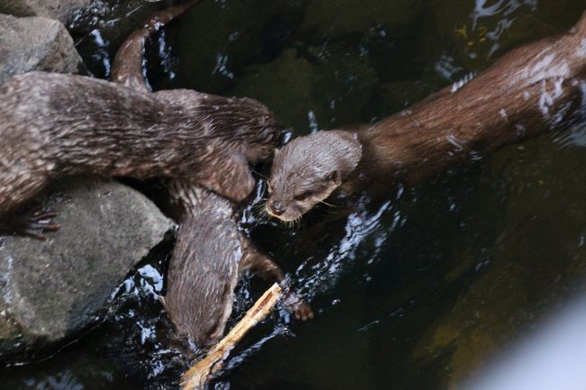 戦利品をゲットしたのはどの子か……<br /><br />もうどの子がどの子かなにがなんだか。<br />