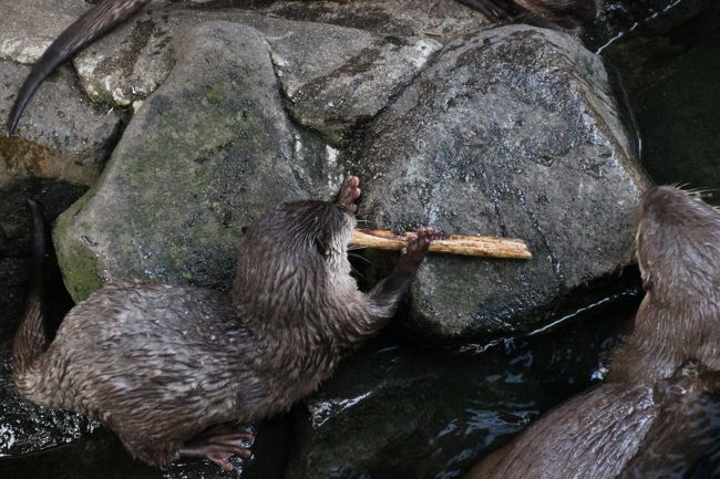 きっと最初の子が取り返したんだと思いたい（笑）