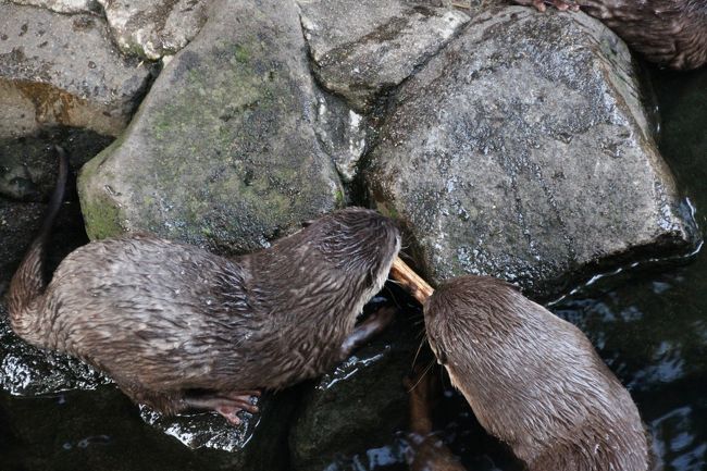 兄弟もあきらめない