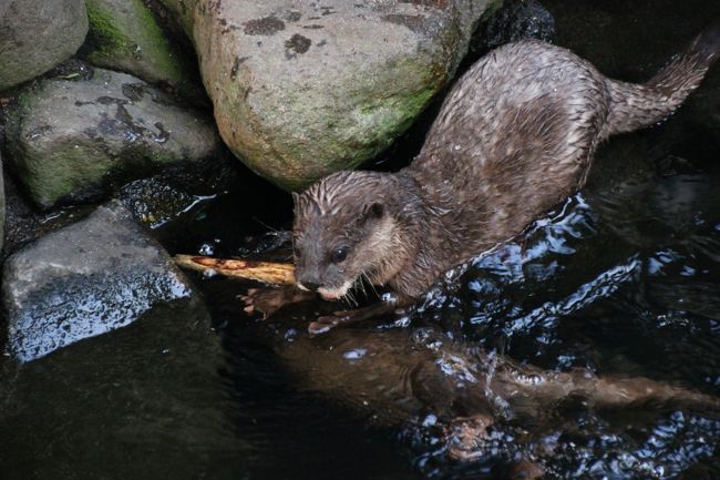 邪魔されないところへ逃げるぞ〜<br /><br />市川市動植物園のコツメカワウソのごはんタイムはチョー面白いのですが、今回はそれを逃しました。<br />でも、楽しい攻防戦が見られました@<br />