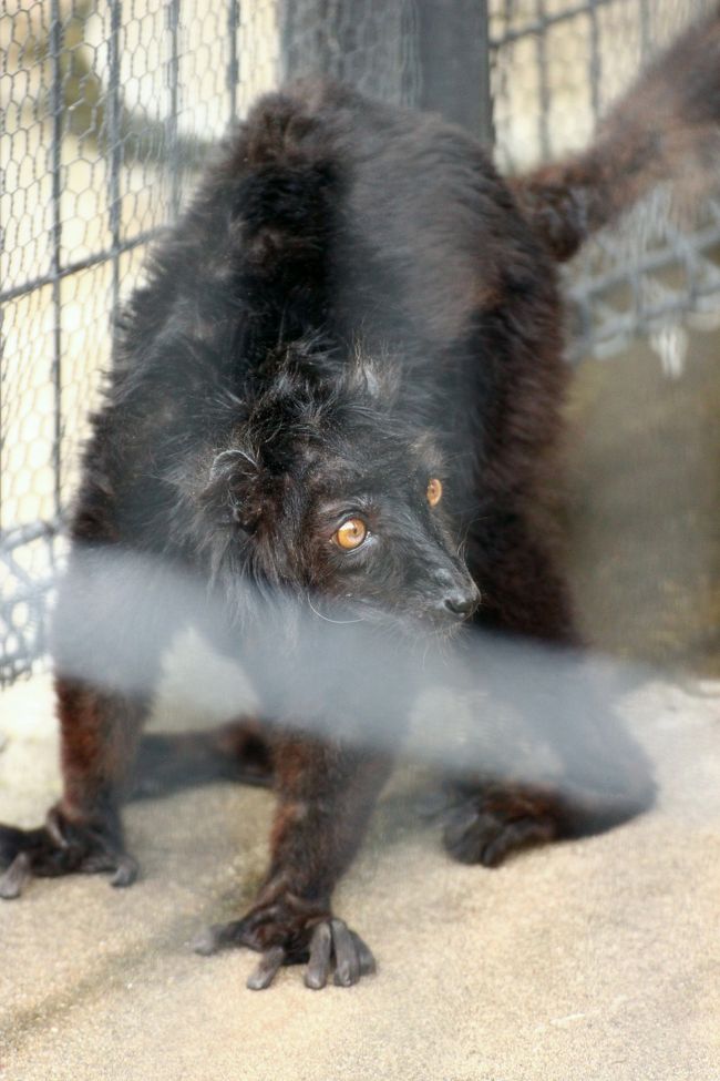クロキツネザルのモカじいちゃん、今日はとっても活動的！<br /><br />柵のすぐそばにやってきて、見学者を不思議そうに見ていました。<br />