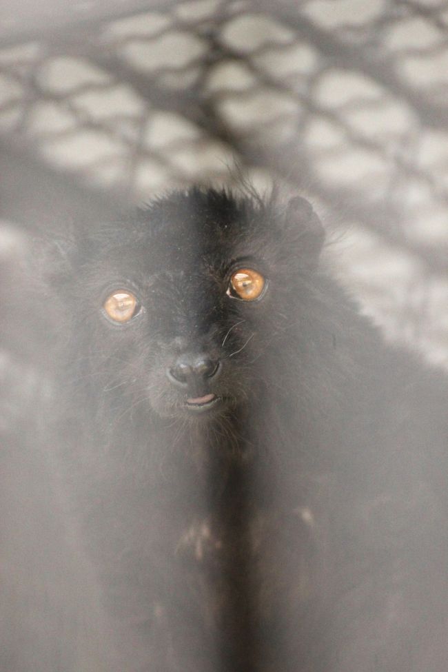 正面から見た顔は、かわいい〜〜！<br /><br />望遠のおかげで柵が薄くなったとはいえ、白っぽい影になってしまっているのが残念〜。<br />