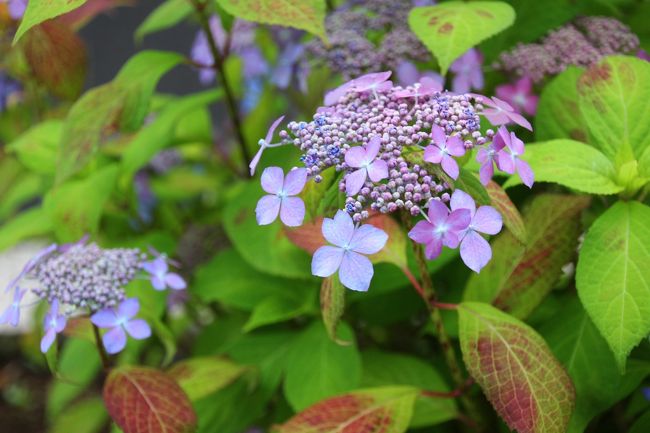 園内で見つけたガクアジサイ<br /><br />閉園の16時半近くになり、帰ろうとしたときに見つけました。<br />次の花めぐりはアジサイの予定ですが、いまからちらほらあちこちで花が見られます。<br />
