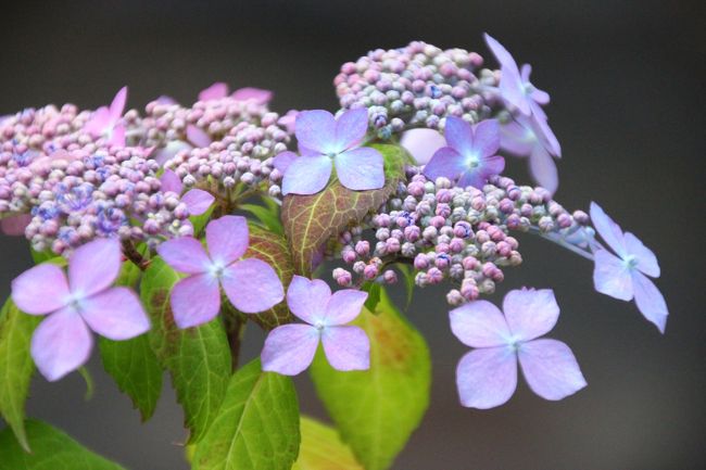 ガクアジサイに心惹かれる