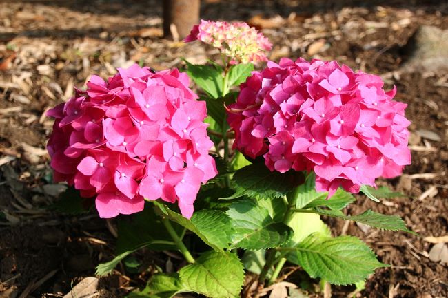 動物園の外のエリアに植えられていた可愛らしい手まり型あじさい<br /><br />おそらく花が咲く頃にあとから植えられたようですが、背が低いので余計に可愛らしかったです。<br />
