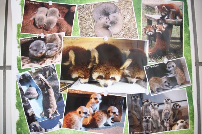 ポスターカレンダーの写真部分〜可愛い赤ちゃんがいっぱい！！<br /><br />ただ、カレンダーというのは一年しか使えないのが残念です。<br />