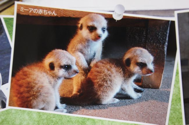 ミーアキャットの赤ちゃんも超かわいい〜<br /><br />でも、去年2013年に市川市動植物園で買ったカレンダーは、日付のところを切り取って、パネルに入れて、ふつうにポスター代わりにしています<br />