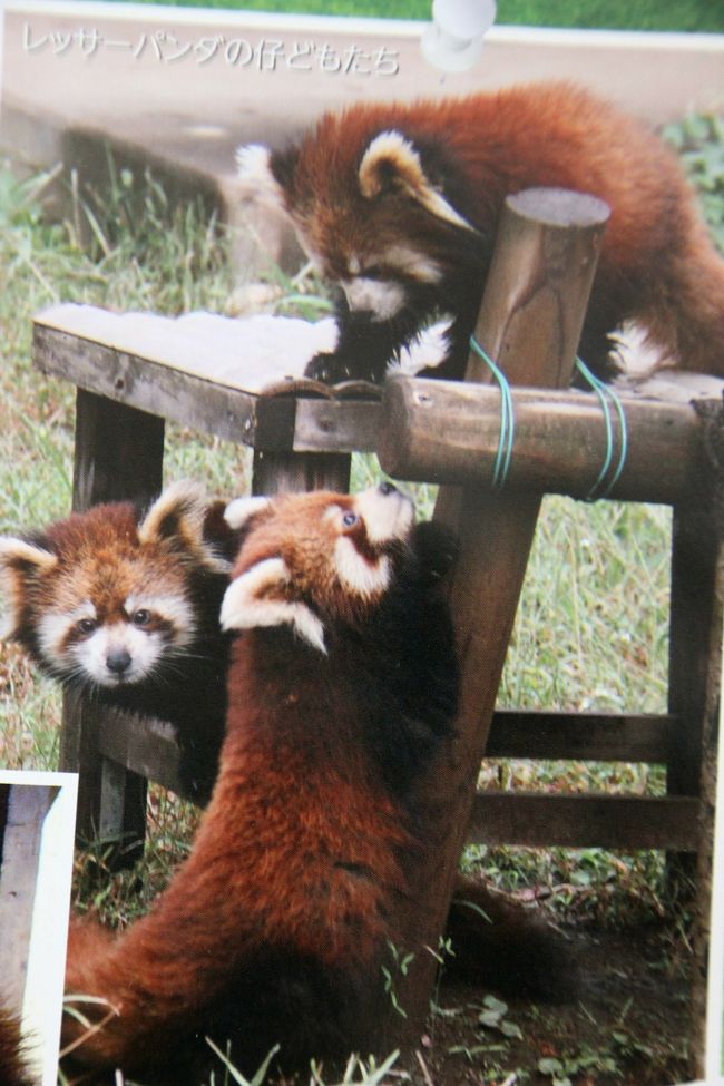 私自身も今回たっぷり写真を撮ってきた三つ子ちゃん<br /><br />三つ子ちゃんの写真は後編の旅行記「今年も恒例の春バラ詣のラストを飾る京成バラ園とレッサーパンダ詣（５）Red Panda特集：大きくなったやんちゃな三つ子の子パンダも含めて10匹のレッサーパンダに再会@」にて。<br />http://4travel.jp/travelogue/10891866<br /><br />しかし、スリーショットのシャッターチャンスというのは、そうそうなかったです。<br />