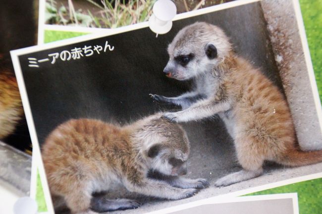 右のミーアの赤ちゃんの手つきが面白い@