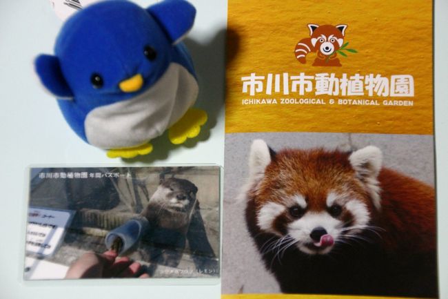 市川市動植物園の新しい園内地図とコツメカワウソ写真の年間パスポート<br /><br />空間が余ったので、ペンタくん（妹が自宅にあったものに命名。同じのを私も後日買ったというわけです）登場！<br /><br />年間パスポートの写真はレッサーパンダだったら嬉しかったのですが、この筒に手を突っ込んだコツメカワウソも可愛いです@<br /><br />本日は京成バラ園と動物園の２ヶ所を一日でまわる欲張りコースでしたので、京成バラ園でも動物園でもショップに寄る時間はなかったので、自宅へのおみやげは、乗換え駅のケーキ屋さんのケーキを買って帰りました。<br /><br />でもここで旅行記は終わりではなく、「今年も恒例の春バラ詣のラストを飾る京成バラ園とレッサーパンダ詣（５）Red Panda特集：大きくなったやんちゃな三つ子の子パンダも含めて10匹のレッサーパンダに再会@」へとつづきます。<br />http://4travel.jp/travelogue/10891866<br /><br />もともと市川っ子のレッサーパンダに久しぶりに会いたかったからこそ、朝４時半に起床し、始発で家を出て、一日で２ヶ所のはしごを強行したのです。<br />