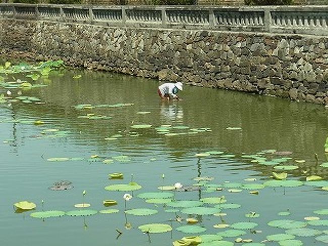 外周は掘りになっていて、水が溜められています。<br />堀の中で作業をしている姿が見られます。<br /><br />ジュンサイ採りでしょうか。