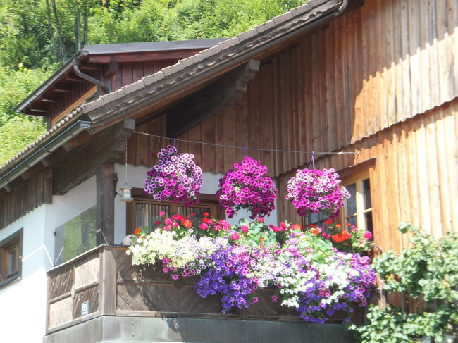 歩いて見ているだけでも和みます〜。