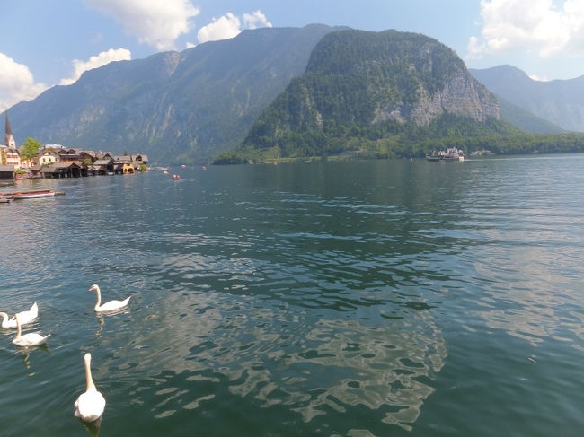 白鳥もたくさんいました。