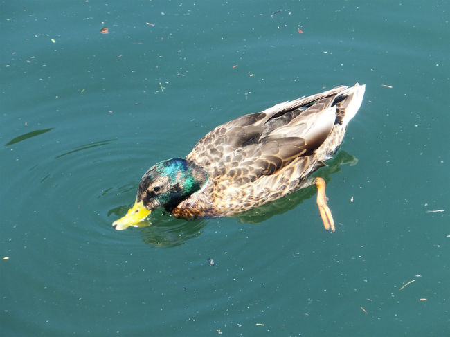 水をごくごく飲むカモ。<br />カモだってこの気候じゃ暑いよね。