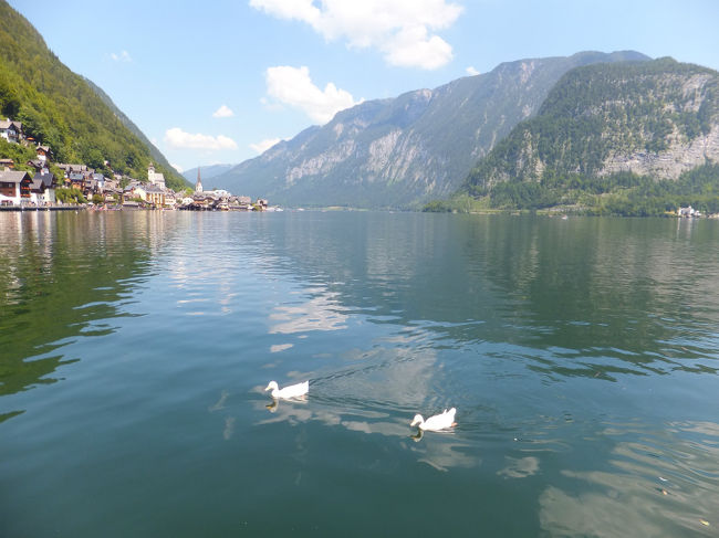 アヒルもプカプカ<br /><br />こんなところで浮かんだら気持ちいいよね。