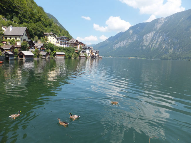 カモがブカプカ