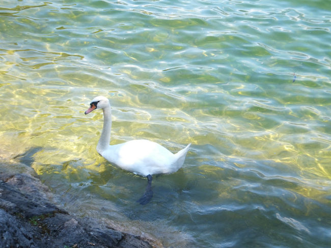 15：00<br />最後にスワン。<br />ハルシュタット湖のクルーズもできて<br />念願の岩塩も手にいれて、満足でした。<br /><br />こういう素敵な避暑地で<br />何日ものんびりできるようになれたらなぁ…なんて。<br /><br /><br />