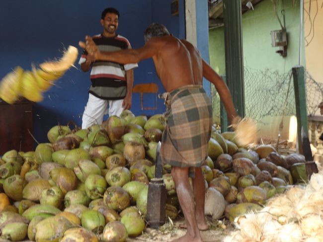 初日は、まず空港のあるネゴンボから車でシギリヤへ向かいます。<br />英語のガイドさん兼ドライバーさんを頼んだつもりが、偶然日本で数年働いていた人だったので日本語が上手！さらに気楽な旅になりました。<br /><br />シギリヤへの途中で、ヤシの皮むきおじさんに遭遇！