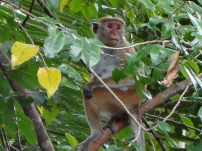 木には・・・猿。これからたくさん遭遇します！