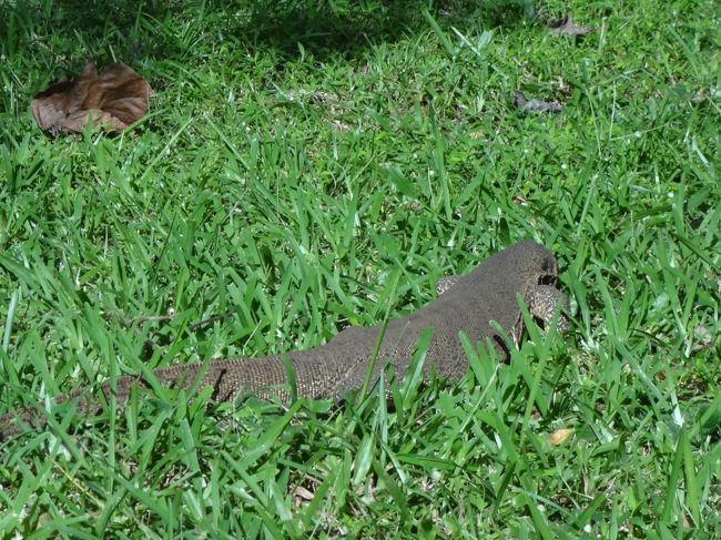そして庭には・・・大きなトカゲ