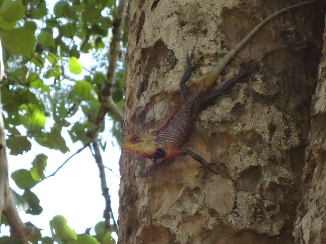 木にはカメレオン！！
