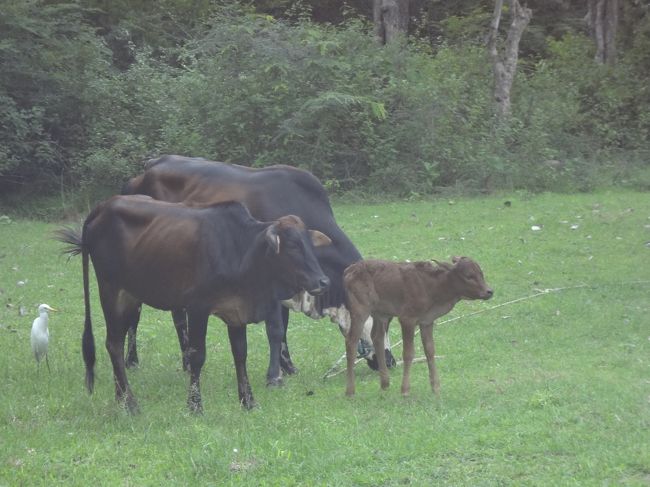 遺跡の近くの牛の親子。子どもは今朝生まれたそうです。