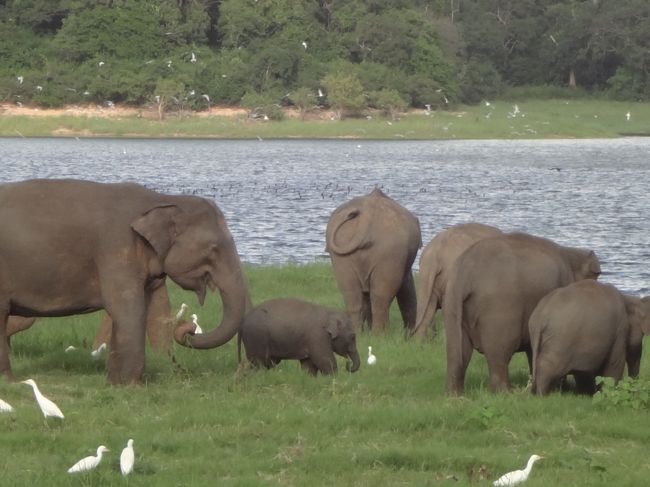 生まれて間もない象さんもいましたよ。