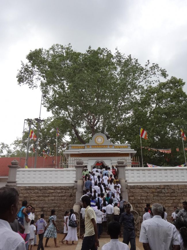 菩提樹の木に向かって人々がお参りに。<br />お参りに来る人は基本的に白いシャツ。